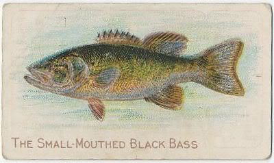 94 The Small Mouthed Black Bass